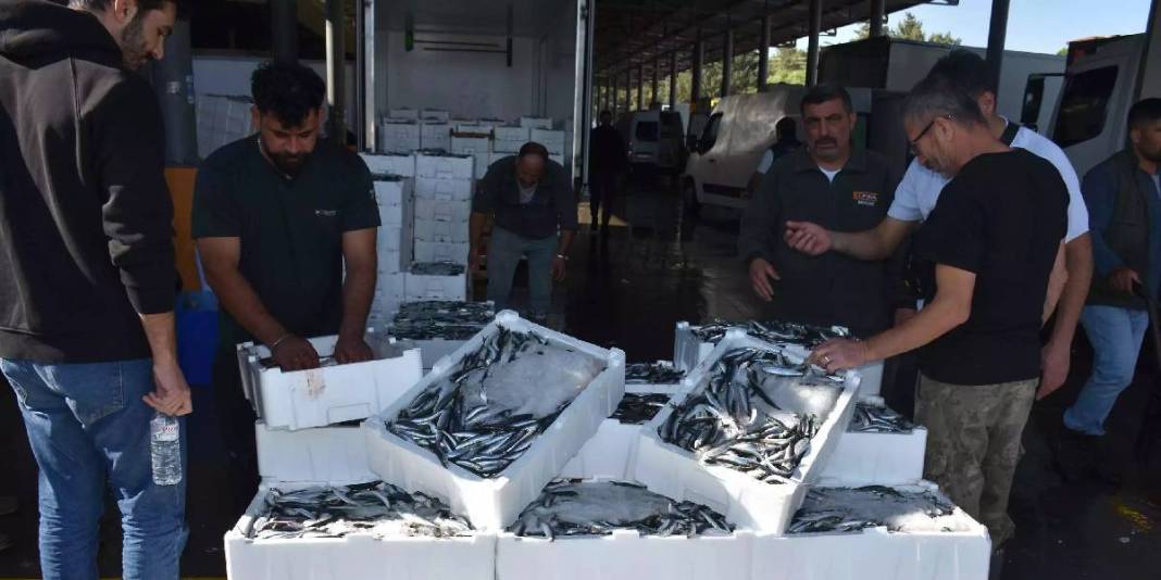 Yurt dışına kasa kasa gidiyor! İtalya, İspanya, Portekiz istiyor: 300 TL’lik fiyattan ürün talebe yetmiyor 1